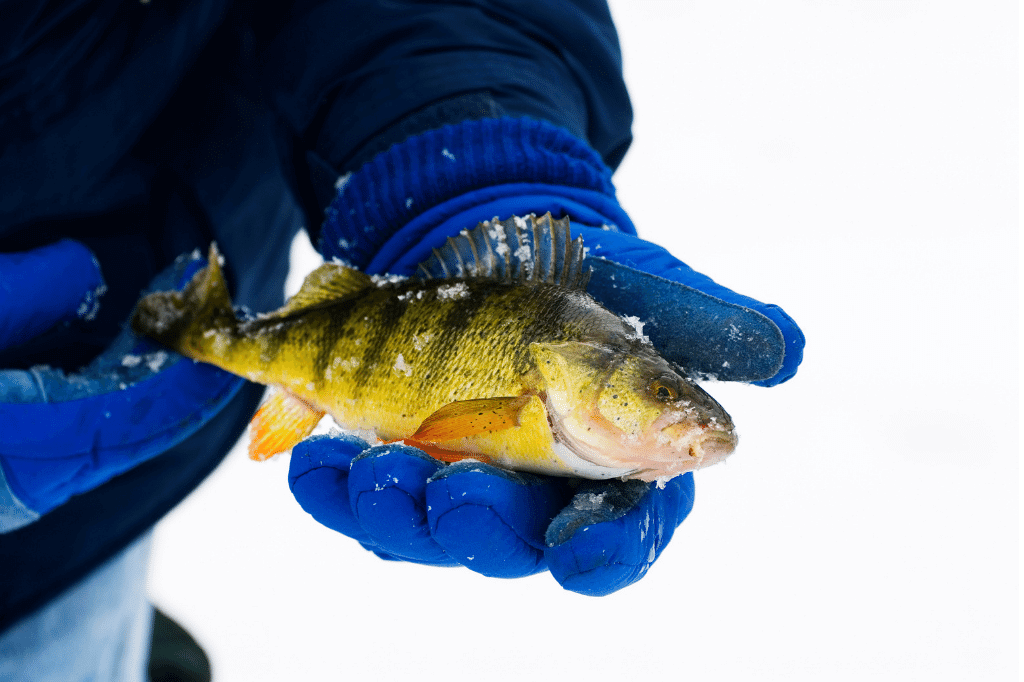 Gloves for Fishing: Ultimate Grip & Protection Tips