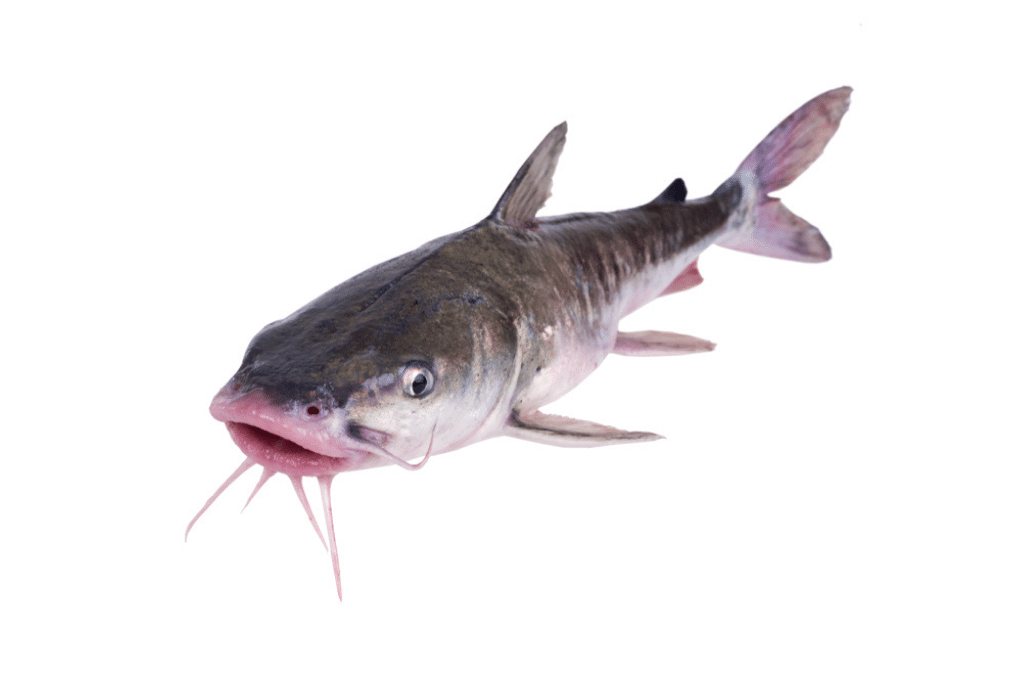 Saltwater Catfish Secrets: Angling for the Big Catch!