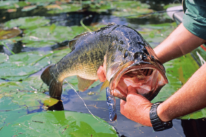The Best Time For Topwater Bass Fishing