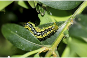 Caterpillar Fishing Bait: Unleash the Bite!