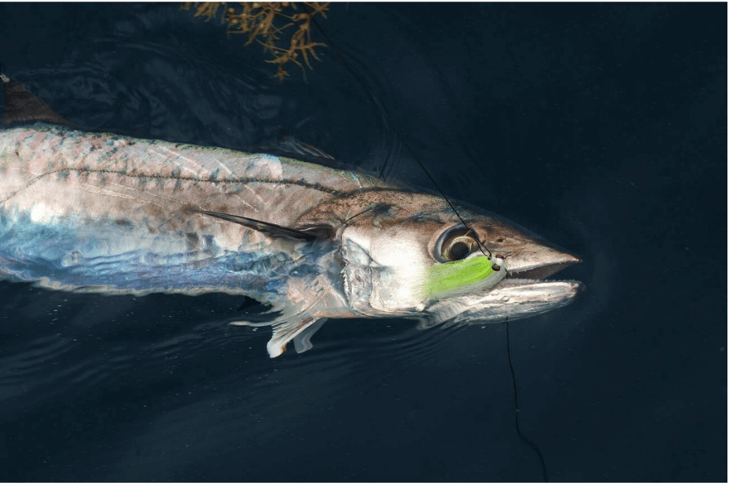 Clouser Minnow Magic: Lure in Trophy Fish Effortlessly!