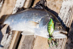 Crappie Lures: Top Choices for Epic Catches!