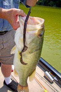 Swimbaits for Bass Secret to Monster Catches!