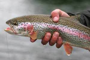 Trout Fishing Bait Secrets: Boost Your Catch Rate!