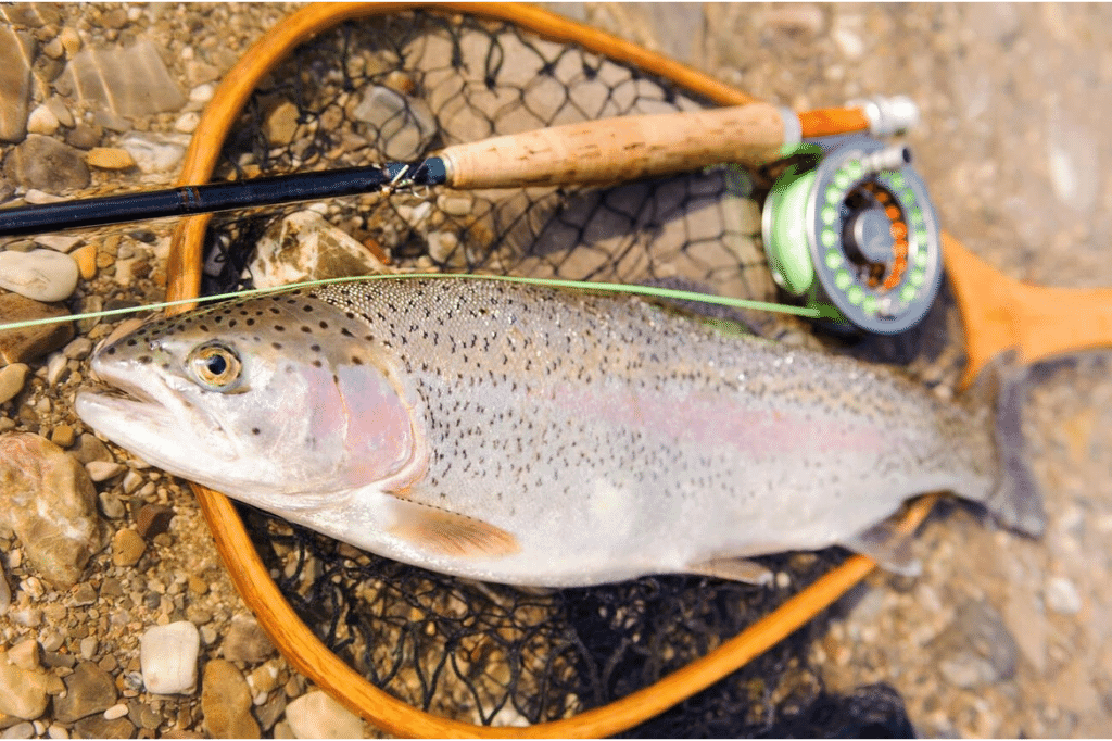 Trout Fishing Gear Essentials: Boost Your Catch Today!