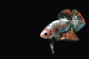 Can Betta Fish See in the Dark Unveiling Mysteries