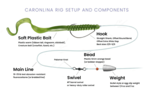 Carolina Rig Fishing: Essential Tips for Big Catches