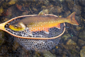 Fly Fishing Net Essentials Cast for Success!